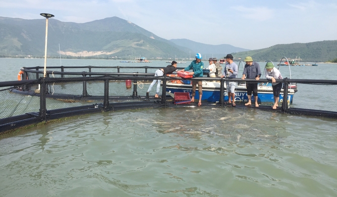 Cobia farming area in Quang Dong commune, Quang Trach district. Photo: T.P.