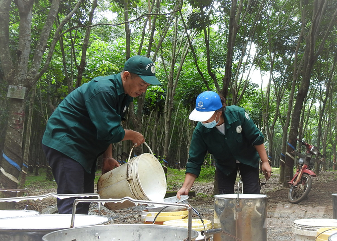 Thu hoạch mủ cao su ở Bà Rịa - Vũng Tàu. Ảnh: Thanh Sơn.