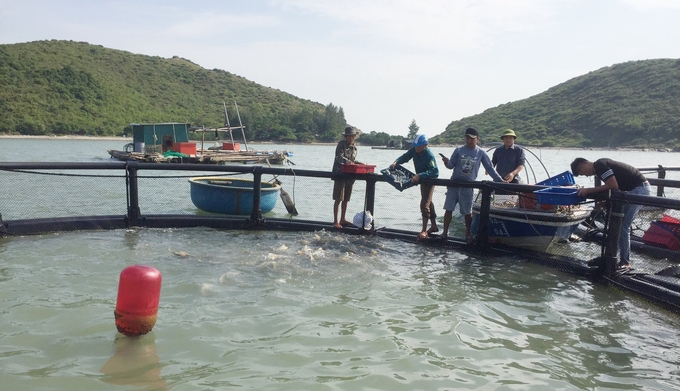 The first model of marine fish farming using HDPE plastic cages can open up a new direction for marine farming in Quang Binh. Photo: T.P.