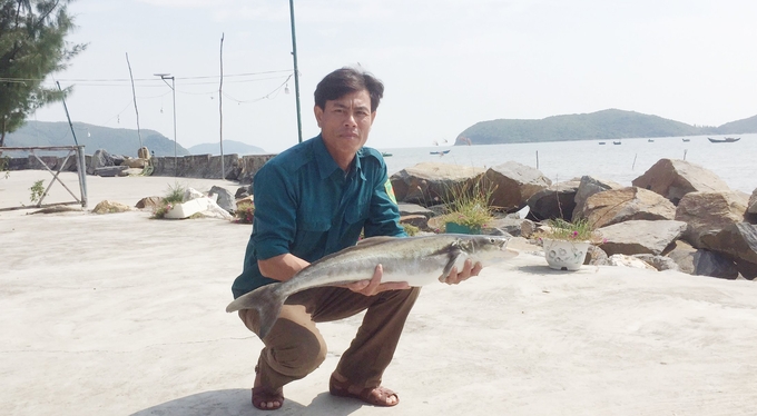 Cobia has a weight of nearly 5 kg, earning high-income for farmers. Photo: T.P.