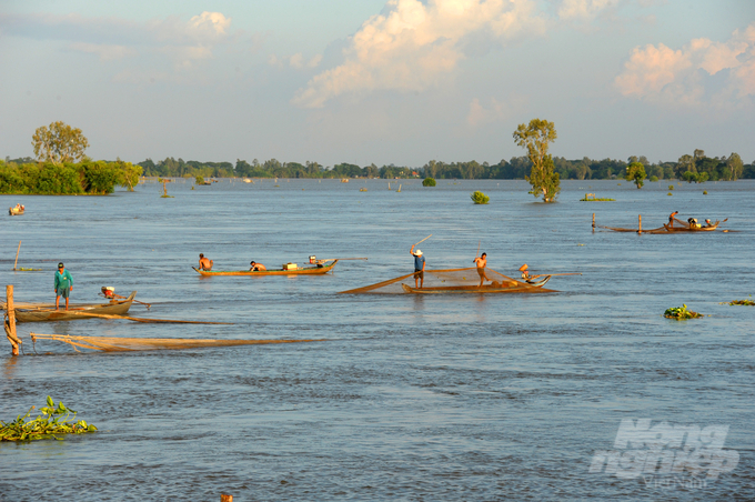 Nước sông Mekong từ trên thượng nguồn đổ về, ngày xưa chúng ta có hai cánh đồng trũng rất lớn là Tứ giác Long Xuyên và Đồng Tháp Mười, mỗi bên hấp thu được 9-10 tỷ mét khối nước tạm lưu giữ trong đó. Ảnh: Lê Hoàng Vũ.
