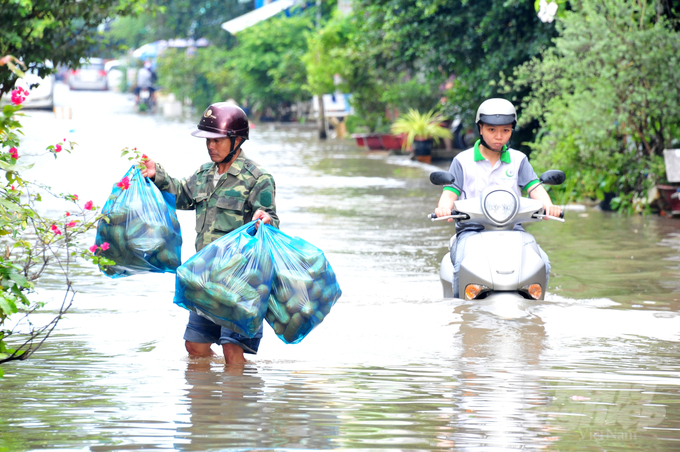 Việc ngập các đô thị ngày càng trầm trọng hơn do ảnh hưởng làm đê bao sản xuất lúa vụ 3, cộng thêm khai thác nước ngầm làm sụt lún đất nhanh. Ảnh: Lê Hoàng Vũ.