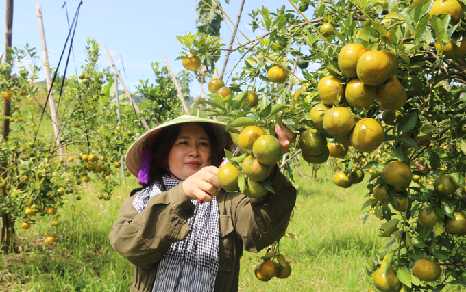 Ms. Mai's fruit-laden tangerine trees at the foot of the volcano.