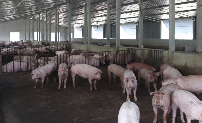 Trong tương lai anh Dân dự kiến mở rộng thêm dãy chuồng nuôi thêm lợn thịt và lợn nái an toàn sinh học. Ảnh: Tâm Phùng.