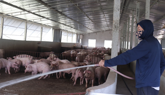 Chủ trại đặc biệt quan tâm đến công tác tiêm phòng vắc xin, phòng trừ dịch bệnh nên đàn lợn phát triển mạnh khoẻ. Ảnh: Tâm Phùng.