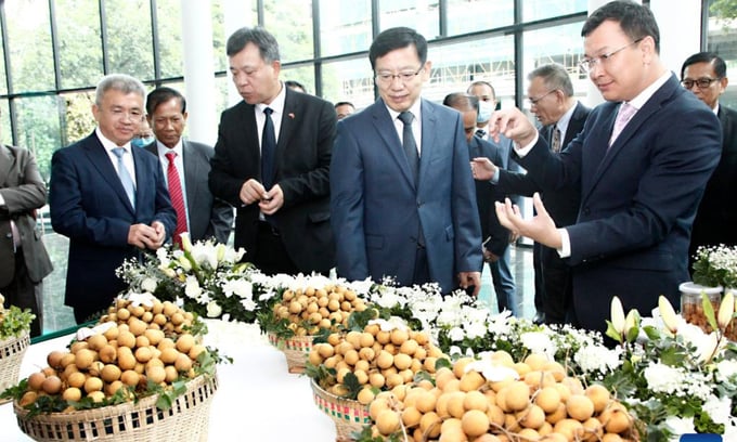Bộ trưởng Bộ Nông lâm ngư nghiệp Campuchia Dith Tina (ngoài cùng bên phải) và Đại sứ Trung Quốc tại Campuchia Vương Văn Thiên (đứng thứ hai) tham dự lễ ra mắt xuất khẩu trái nhãn của Campuchia sang thị trường Trung Quốc, tại thủ đô Phnom Penh, hôm 27/10/2022. Ảnh: Tân Hoa Xã