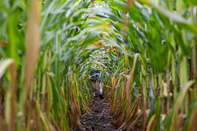 Giá phân bón vẫn neo cao khiến chỉ có 24% nông dân Mỹ chọn trồng ngô và 22% chọn đậu tương, trong khi 43% chọn lúa mì để sản xuất trong năm 2023. Ảnh: Bloomberg