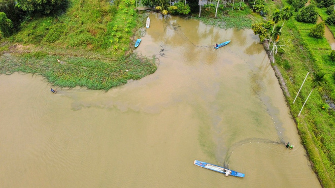 Fish farming in rice fields during the flood season has become a sustainable livelihood model preferred by many farmers. Photo: Kim Anh.