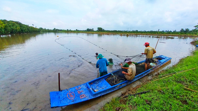 Harvesting rice field fish in Truong Long A commune, Chau Thanh A district, Hau Giang province. Photo: Kim Anh.