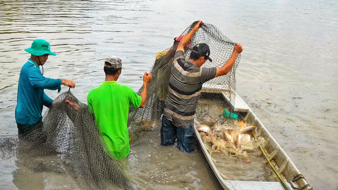 The model of fish farming in rice fields only requires investment in seed, farmers earn tens of millions of dong per hectare in profit. Photo: Kim Anh.