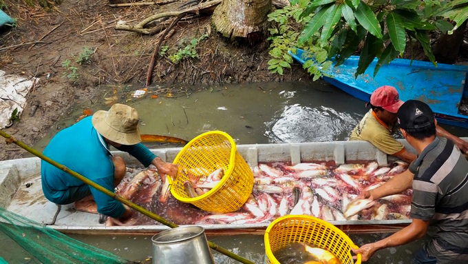 The livelihood model of fish farming in rice fields helps to improve the land and clean the fields in preparation for the winter-spring crop. Photo: Kim Anh.