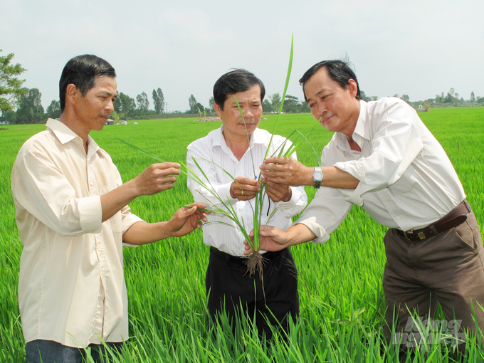 GFA will provide assistance to 90 cooperatives selected in the Green Innovation Project located in 6 provinces across the Mekong Delta as well as provide business training for nearly 8,000 farmers until 2023. Photo: Le Hoang Vu.