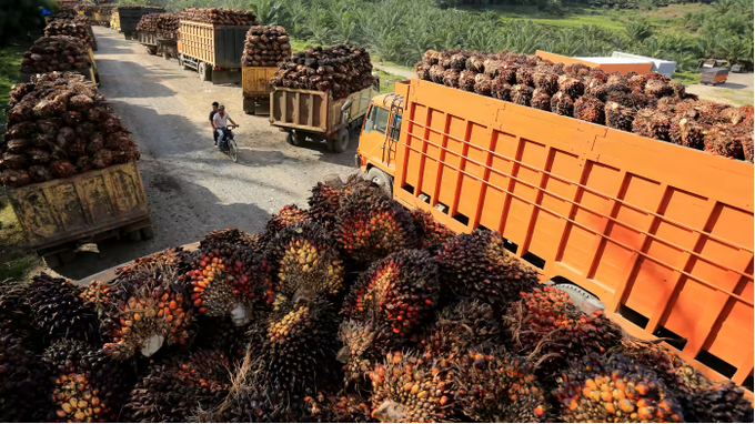 Trucks with fresh palm oil fruit at a factory in West Aceh, Indonesia on May 17. Photo: Reuters
