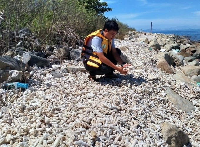 Many coral reefs in Nha Trang Bay were killed by waves hitting the shore.