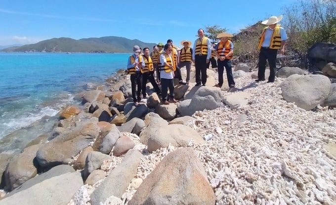 Deputy Minister of MARD Phung Duc Tien surveyed dead corals on Hon Mun.