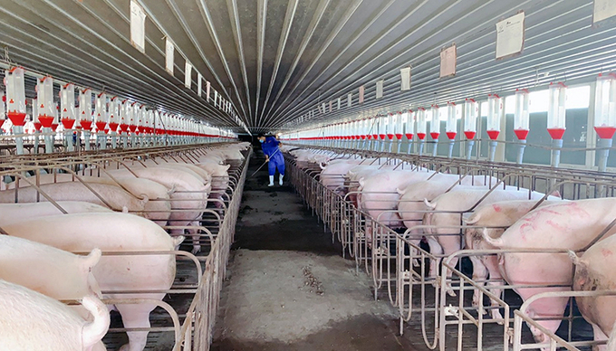 Nhiều cơ sở chăn nuôi lợn quy mô lớn tại Quảng Bình đã được cấp giấy an toàn thực phẩm. Ảnh: T.P.