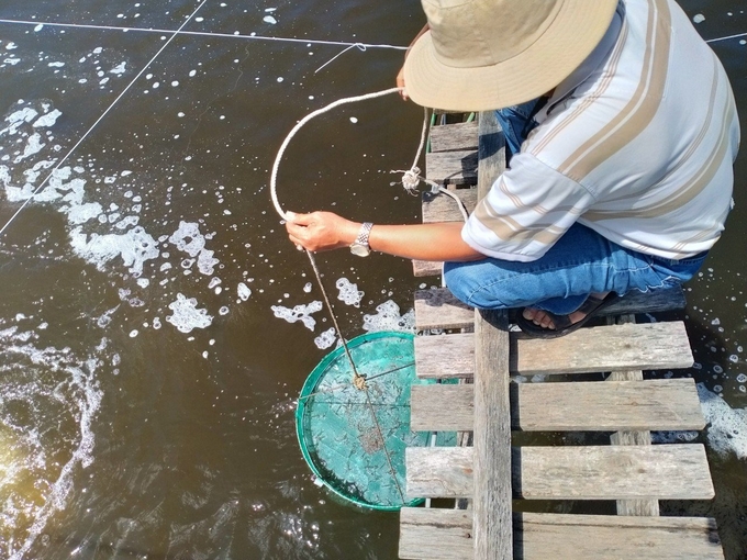 Binh Thuan provides billions of shrimp seeds to the market every year.