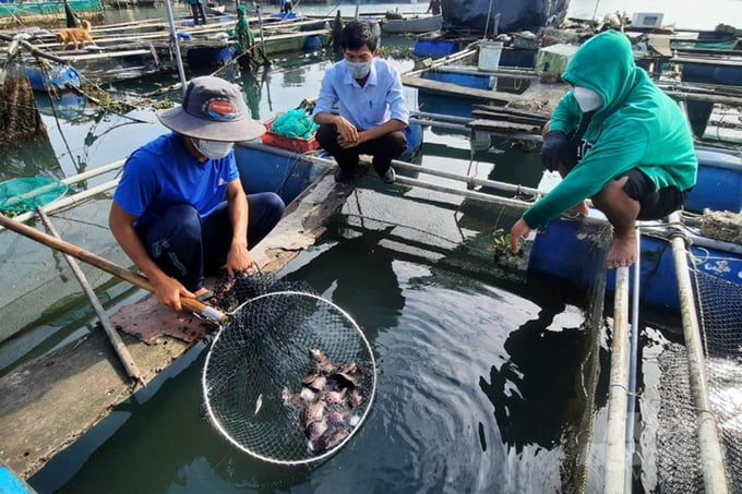Cá dìa nuôi ở tỉnh Thừa Thiên - Huế chủ yếu được tiêu thụ qua thu mua nhỏ lẻ, qua nhiều khâu trung gian và chưa xây dựng được thương hiệu để người tiêu dùng có thể nhận diện. Ảnh: CĐ.