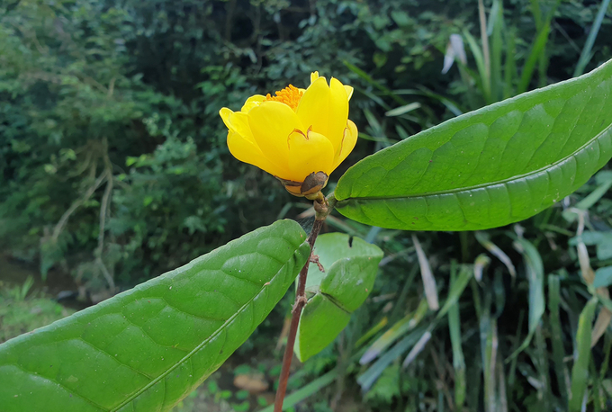 Nghe An is a province with the strength to develop medicinal herbals.