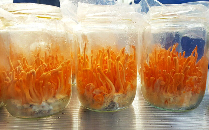 Cordyceps production model generates an annual profit of 810 million VND/hectare. Photo: Minh Hau.