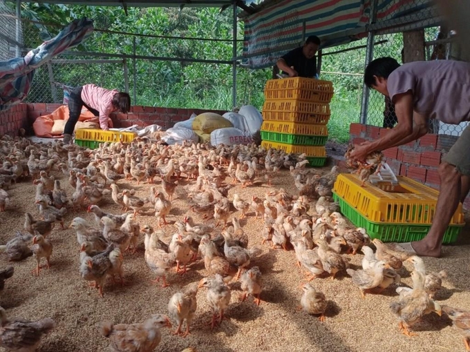 Mô hình chăn nuôi gà an toàn sinh học làm nguyên liệu sản phẩm OCOP do Trung tâm Khuyến nông Lạng Sơn triển khai tại huyện Đình Lập. Ảnh: Trung Quân.