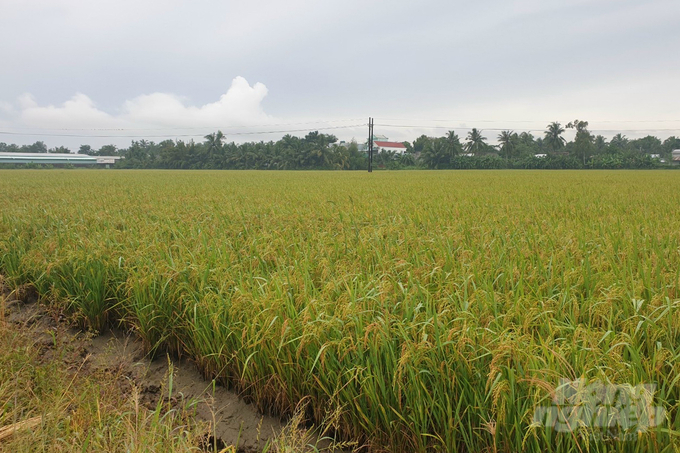 Một cánh đồng lúa ở Long An. Ảnh: Sơn Trang.