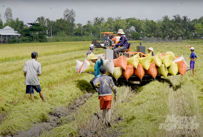 Chuyển dịch mùa vụ phải giúp cho nông dân có hiệu quả kinh tế tốt hơn. Ảnh: Sơn Trang.