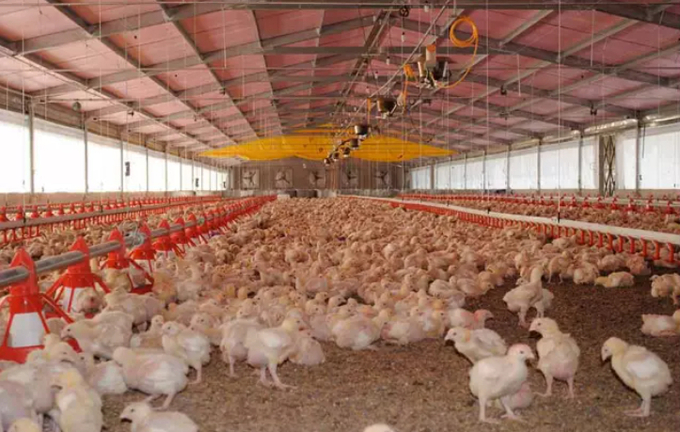 Avian flu can be found in both wild and farmed birds. Outbreaks at poultry farms often result in large groups of chickens being slaughtered to stop the disease’s spread.