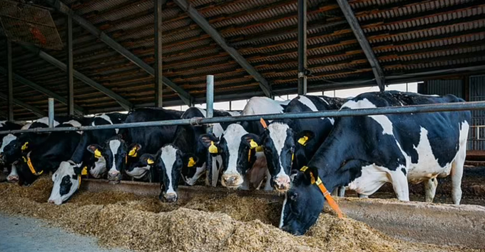 Nghiên cứu thử nghiệm cho bò sữa ăn sinh khối cây gai dầu được coi là bước đi 'phá vỡ'  thị trường thức ăn chăn nuôi toàn cầu trị giá nhiều tỷ USD. Ảnh: Shutterstock 