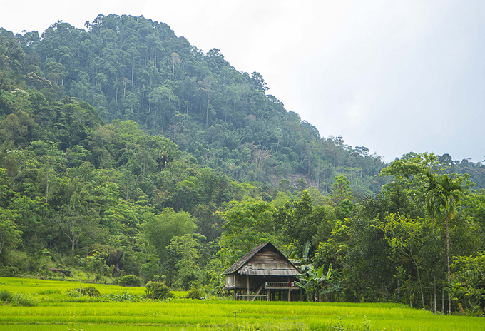 Nghe An must develop and implement a roadmap effectively to revive the potentials and advantages of the forest fund.