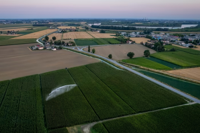 Farmers in Europe had to irrigate more due to this summer’s drought. Scientists hope gene editing will reduce the amount of water that crops need. Photo: Reuters