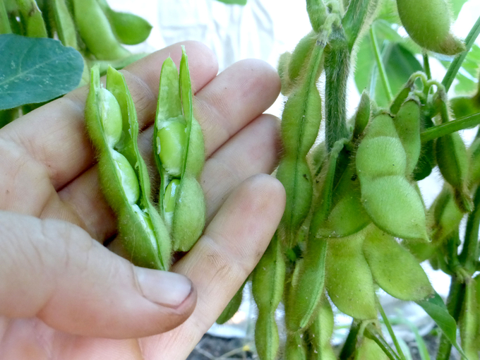 Cover cropping offers promising benefits for American agriculture: healthier soil, more carbon kept in the ground, less fertilizer runoff, and less need for chemicals. But a new Stanford University-led study reveals that cover cropping reduces corn and soybean yields in a major U.S. crop-growing region.