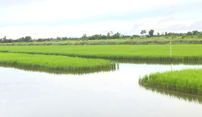 Đến nay, ĐBSCL có khoảng 200.000ha diện tích tôm - lúa. Ảnh: Minh Đảm.