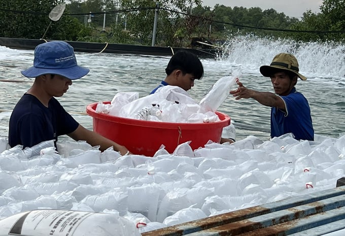 Mr. Binh and members of Thanh Cong Cooperative work on the shrimp ponds. Photo: MS.
