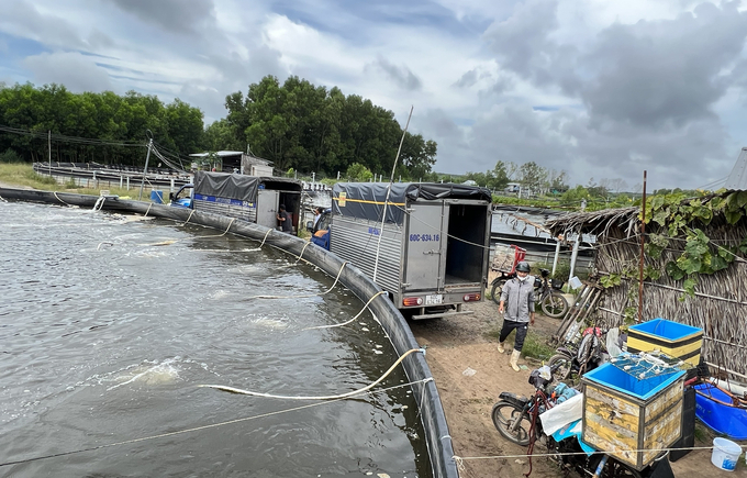 Whenever shrimp is harvested, partners come straight to the place to buy it. Photo: Tran Trung.