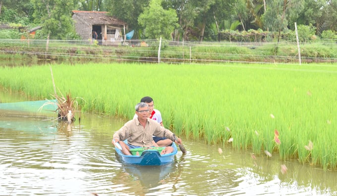 Ngoài con tôm, nông dân Trà Vinh còn nuôi cua biển xen trong ruộng lúa. Ảnh: Minh Đảm.