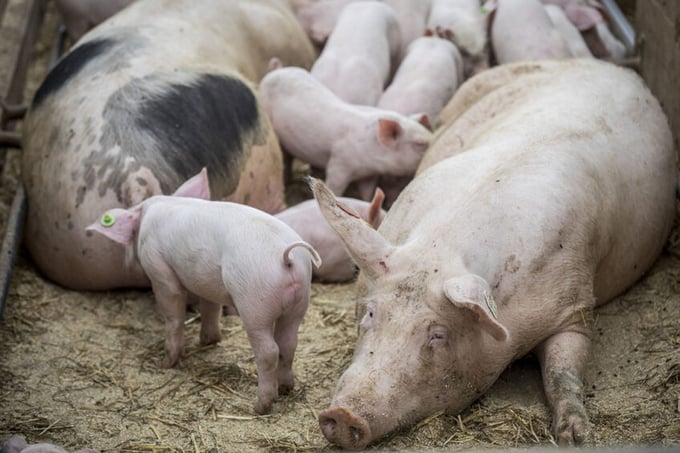 Các dữ liệu nghiên cứu chỉ ra rằng, lợn nái quá gầy hoặc quá béo sẽ gặp khó khăn khi đẻ và gặp nhiều vấn đề rủi ro hơn trong quá trình cho con bú. Ảnh: Koos Groenewold