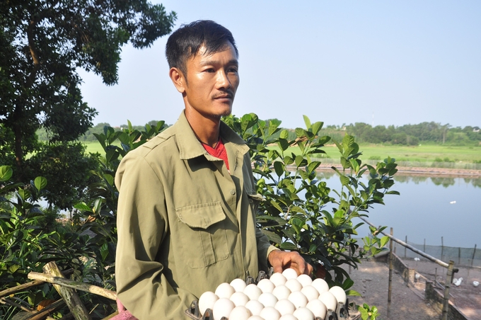 Mr. Hoang Van Men earns 150 million per year from sea duck eggs. Photo: Nguyen Thanh.