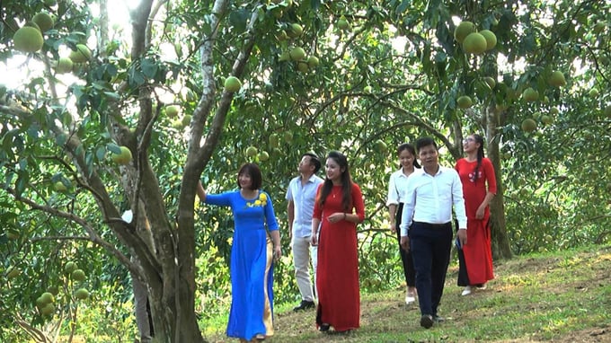 Du khách tham quan vườn bưởi tại xã Đại Minh.