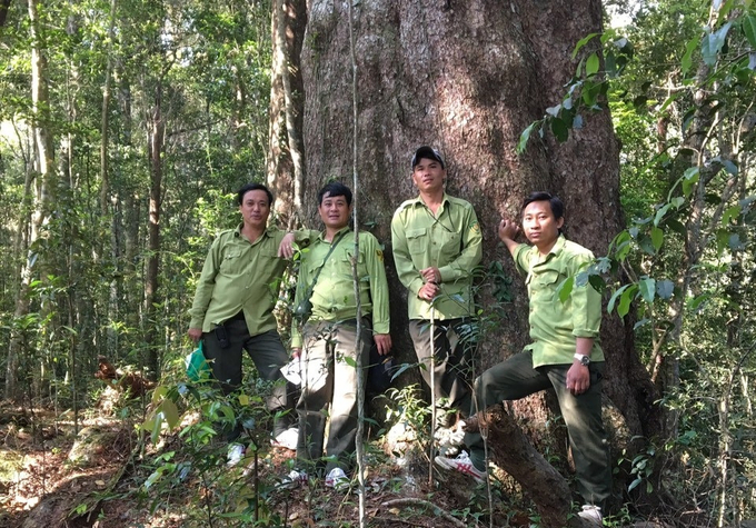 Nhò làm tốt công tác bảo vệ rừng nên những năm qua số vụ vi phậm lâm luật tại Nam Trung bộ và Tây Nguyên đã giảm mạnh. Ảnh: M.H.