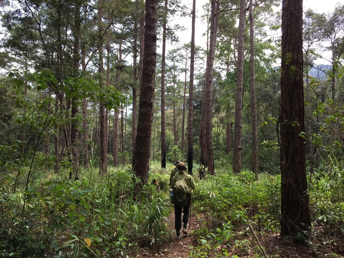 Những năm qua, công tác bảo vệ rừng tại các tỉnh Nam Trung bộ và Tây Nguyên luôn được quan tâm đặc biệt. Ảnh: Mai Phương.