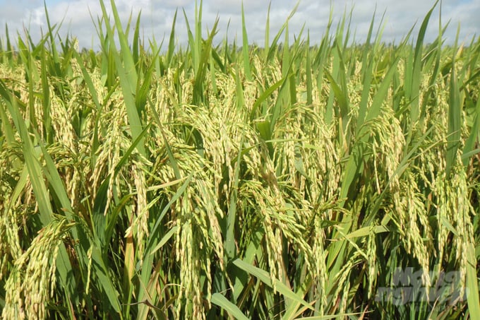 Đồng bằng sông Cửu Long có thể sản xuất lúa gần như quanh năm. Ảnh: Sơn Trang.