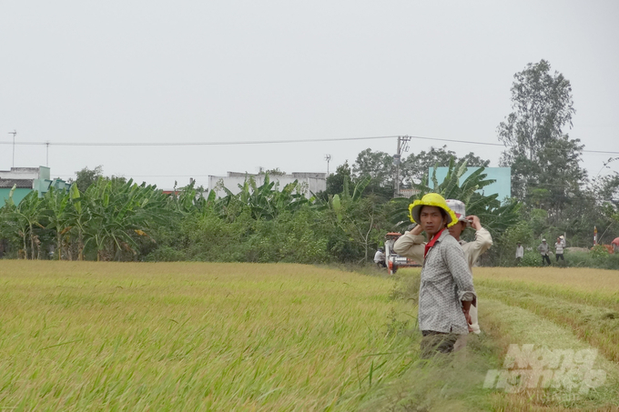 Sản xuất lúa chiếm tới 50% phát thải khí nhà kính trong ngành nông nghiệp. Ảnh: Sơn Trang.