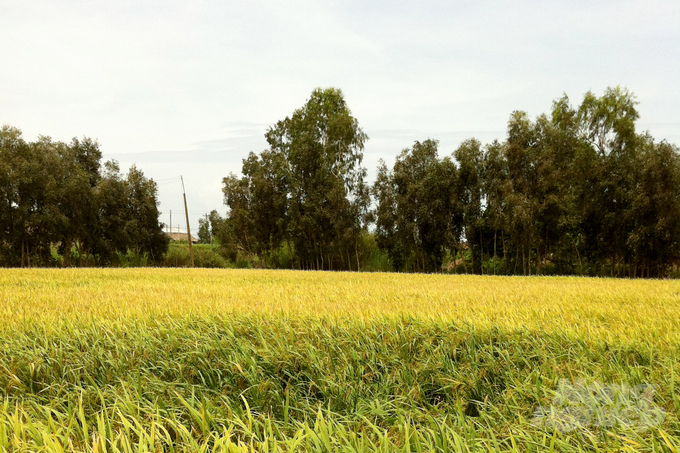 Giảm phân bón, thuốc bảo vệ thực vật trên đồng ruộng cũng làm giảm phát thải khí nhà kính. Ảnh: Sơn Trang.