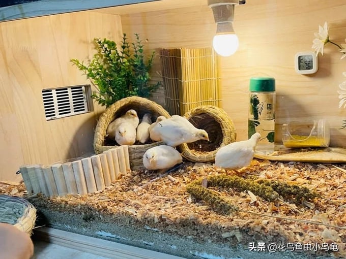 Cách nuôi chim cút đẻ trứng - Kỹ thuật nuôi chim cút lấy trứng siêu lợi  nhuận