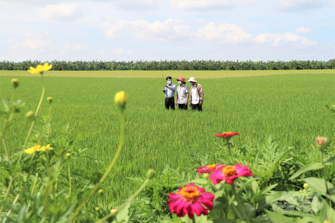 The Strategy for Sustainable Agriculture and Rural Development from 2021 to 2030 with a vision towards 2050 emphasizes the importance of sustainable agricultural development and green economy. Photo:  Pham Hieu.