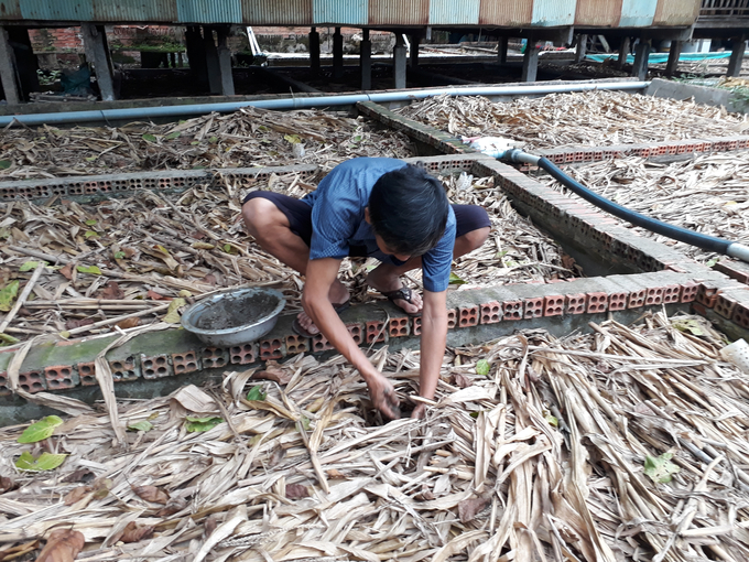 Ông Bùi Rô Bi, chủ nhiệm hội quán nuôi trồng thuỷ sản Đồng Tiến đang cho lươn ăn. Thức ăn cho lươn gồm các loại cá tạp xay nhuyễn. Ảnh: Hồng Thuỷ.