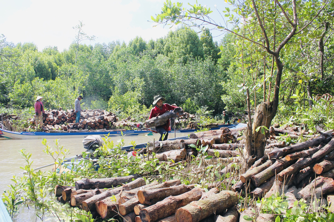 The forestry sector of Ca Mau province is implementing sustainable forest protection. Photo: Trong Linh.