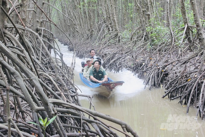 The protection of natural forests and planted forests has been properly conducted in the province. Photo: Trong Linh.