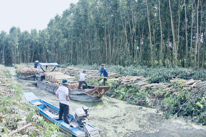 Forest economic development brings sustainable efficiency. Photo: Trong Linh.